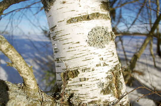 Image of Hammered shield lichen