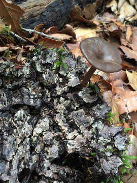 Image of <i>Pseudoclitocybe cyathiformis</i>