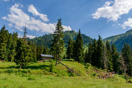 Image of Caucasian Spruce