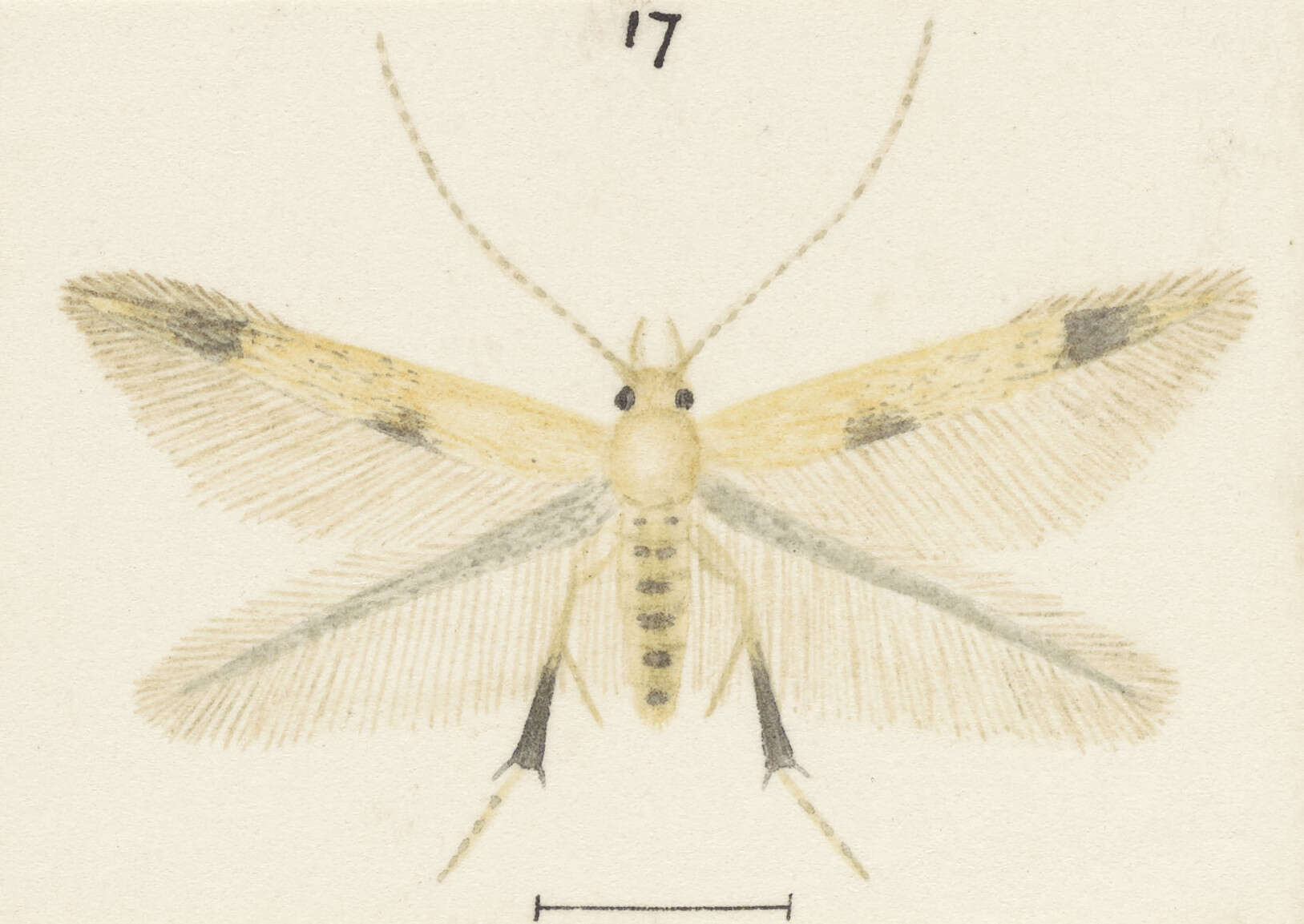 Слика од Thylacosceles radians Philpott 1918