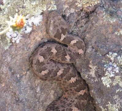 Image of Querétaro dusky rattlesnake