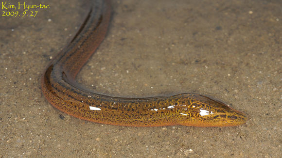 Image of Asian swamp eel