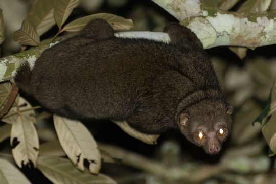 18.https www inaturalist org photos 2799288.580x360