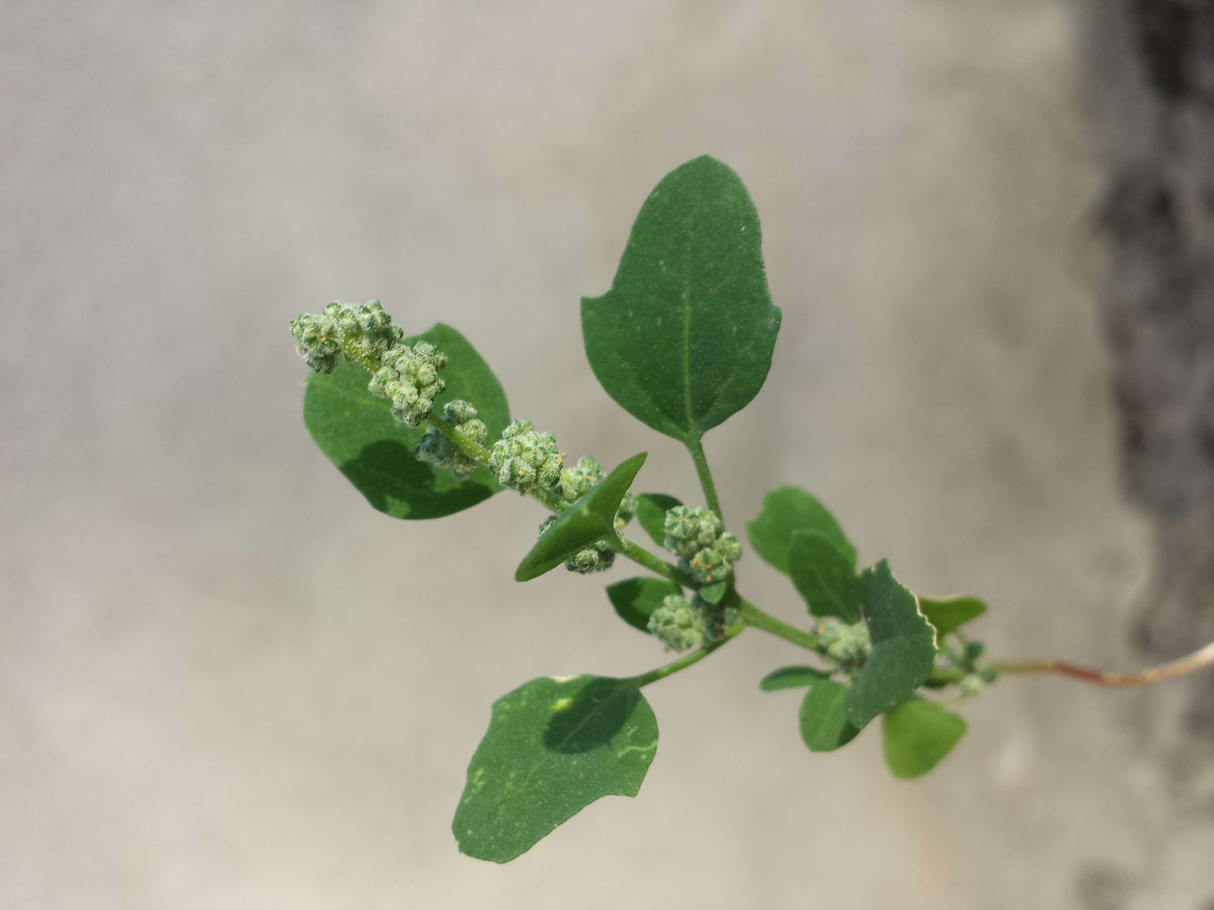 Plancia ëd Chenopodium opulifolium Schrader