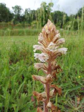 Image of oxtongue broomrape