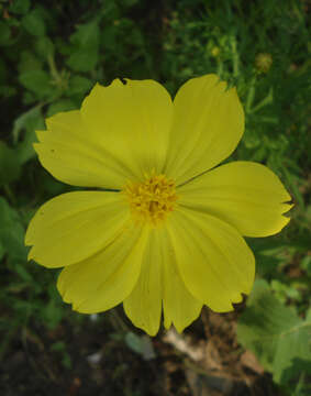 Image of sulphur cosmos