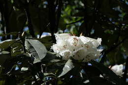 Image of Rhododendron grande Wight