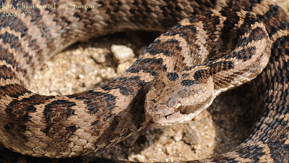 18.https www inaturalist org photos 2801241.580x360