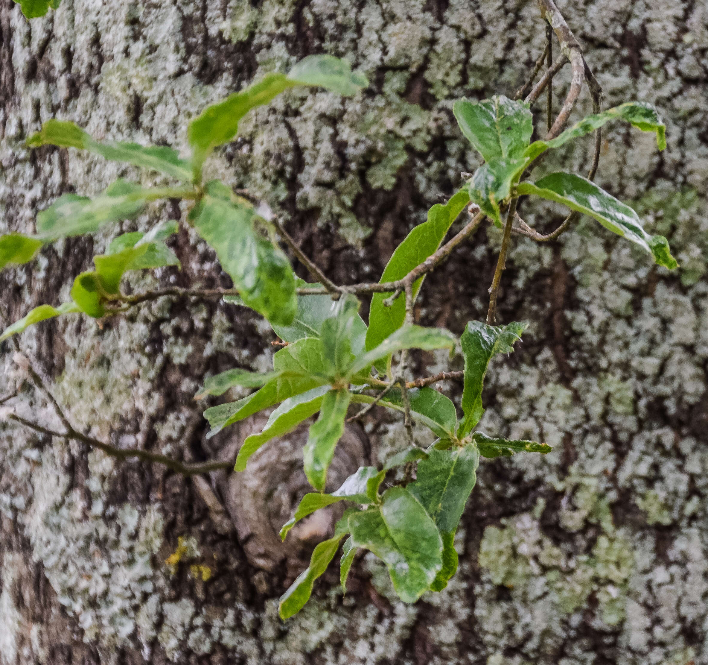 Imagem de Quercus crispipilis Trel.