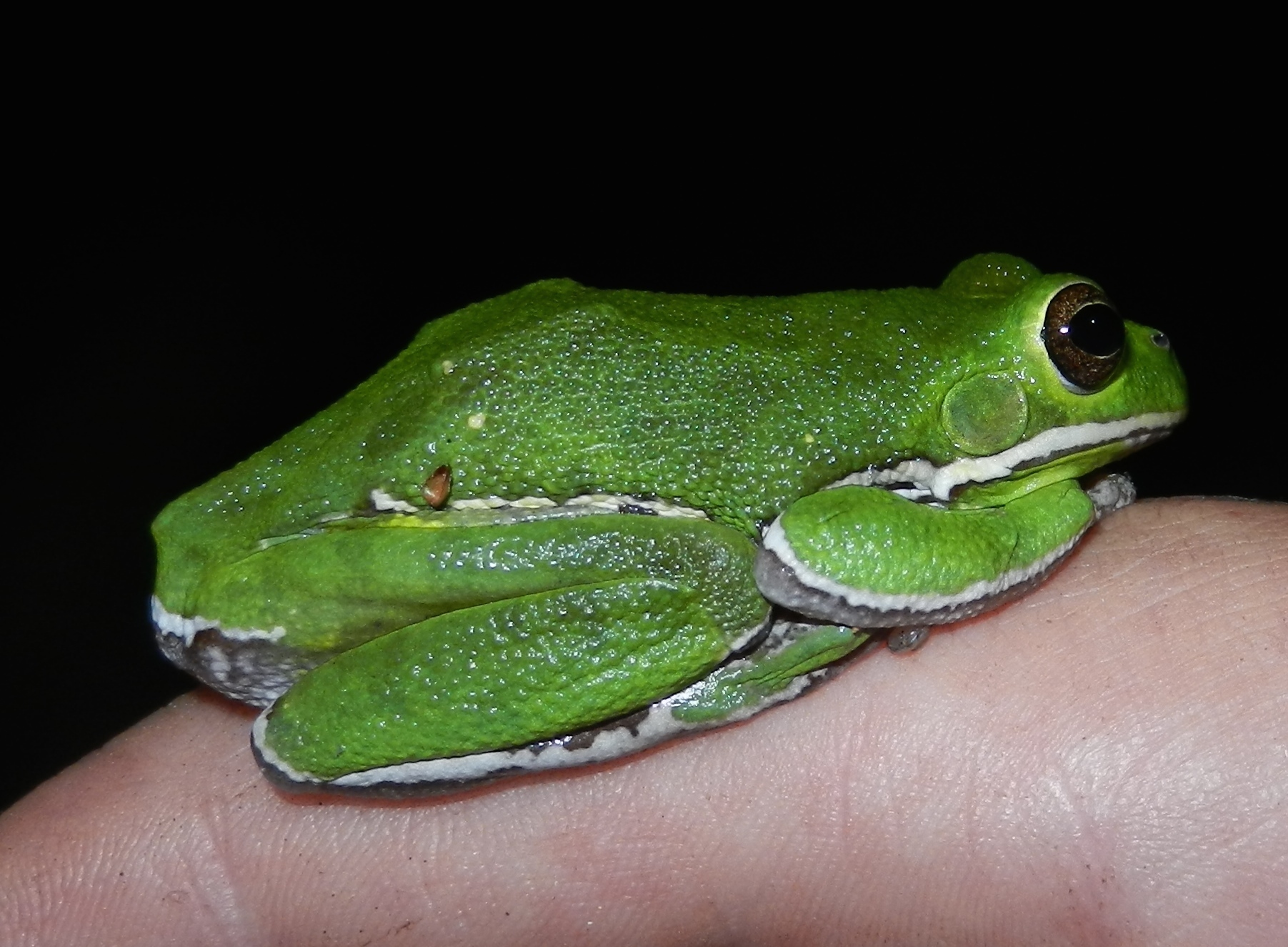 Image of <i>Hyla gratiosa</i>