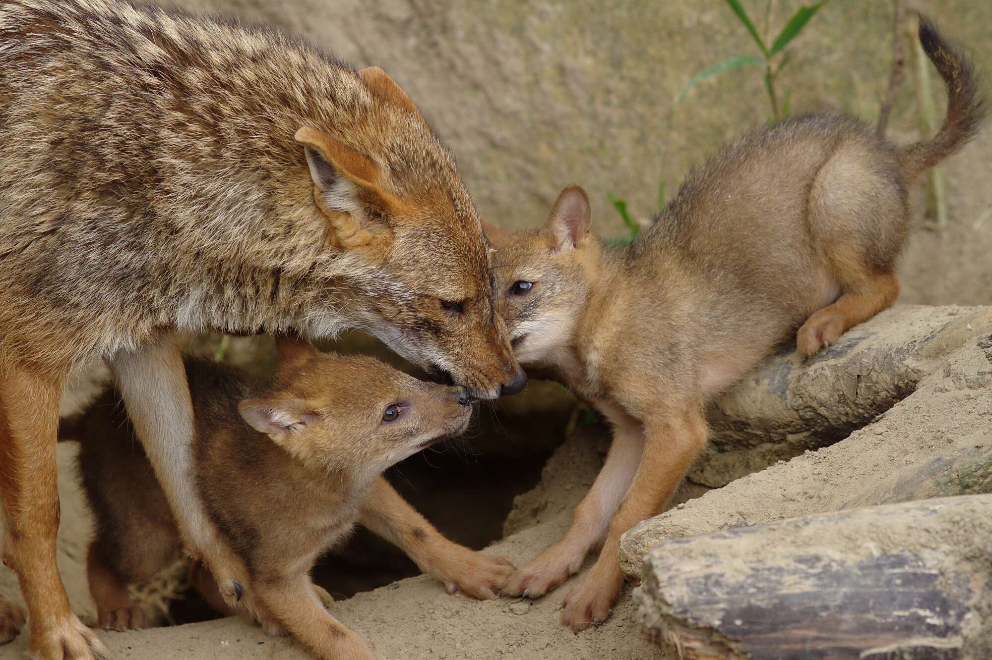 Image of golden jackal