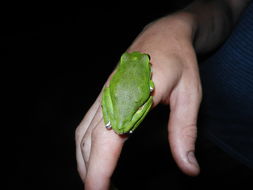 Image of <i>Hyla gratiosa</i>