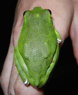Image of <i>Hyla gratiosa</i>