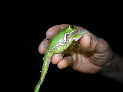 Image of <i>Hyla gratiosa</i>
