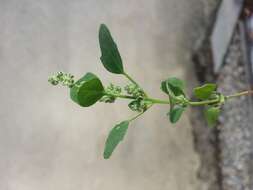 Plancia ëd Chenopodium opulifolium Schrader