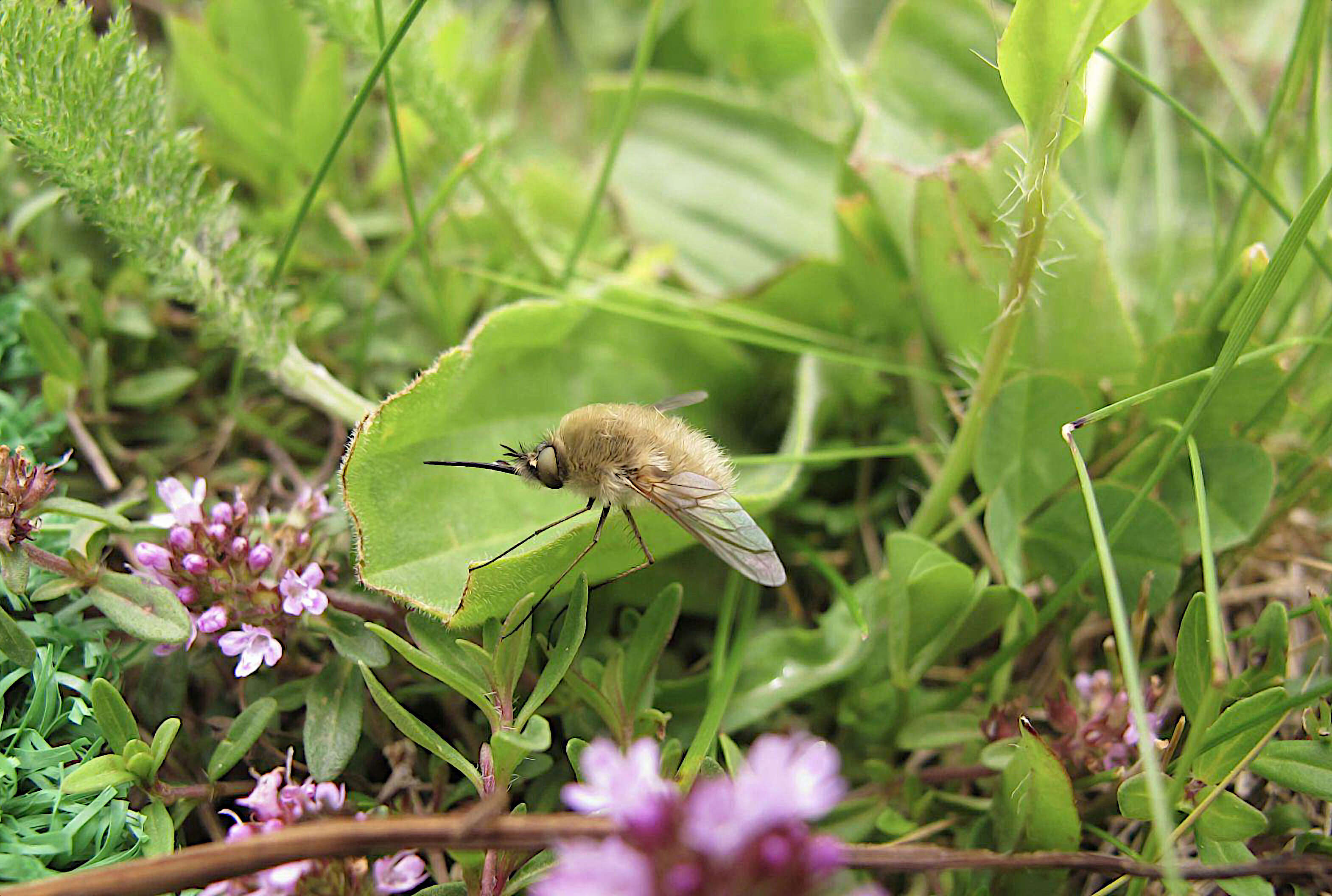 Image of Large bee-fly