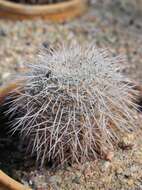 Image de Mammillaria parkinsonii Ehrenb.