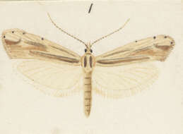 Image of Proditrix megalynta Meyrick 1915