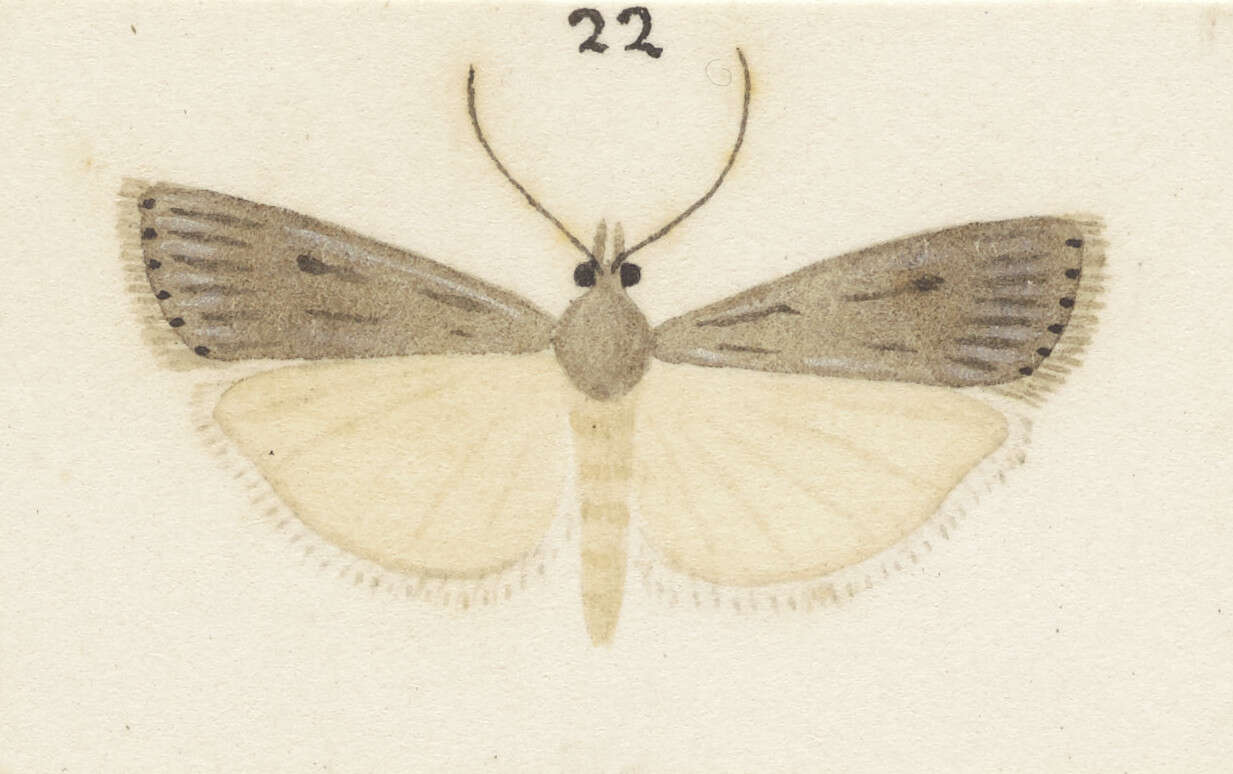 Image of Eudonia axena Meyrick