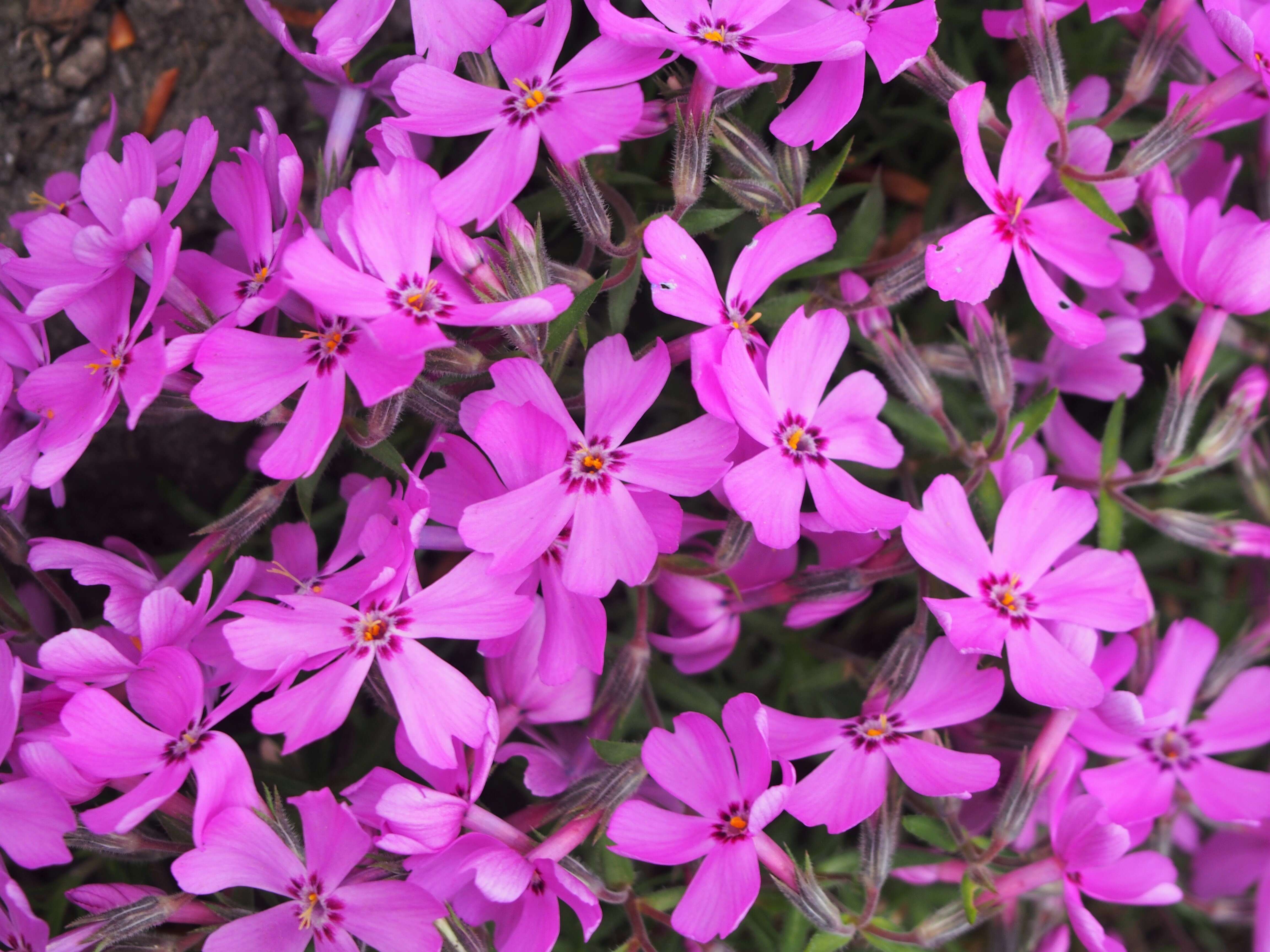 Image of moss phlox