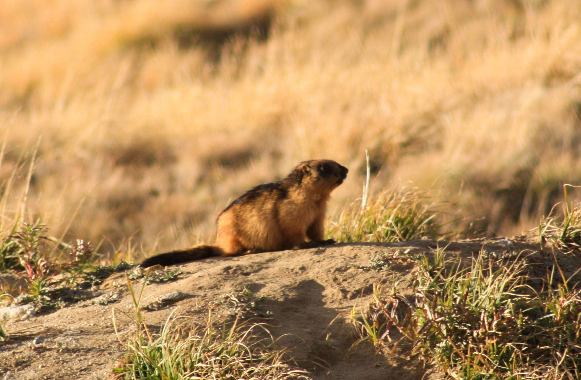 Imagem de Marmota caudata (Geoffroy 1844)