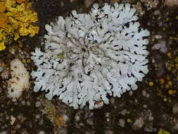 Image of Blue-gray rosette lichen