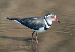 Image of African Three-banded Plover