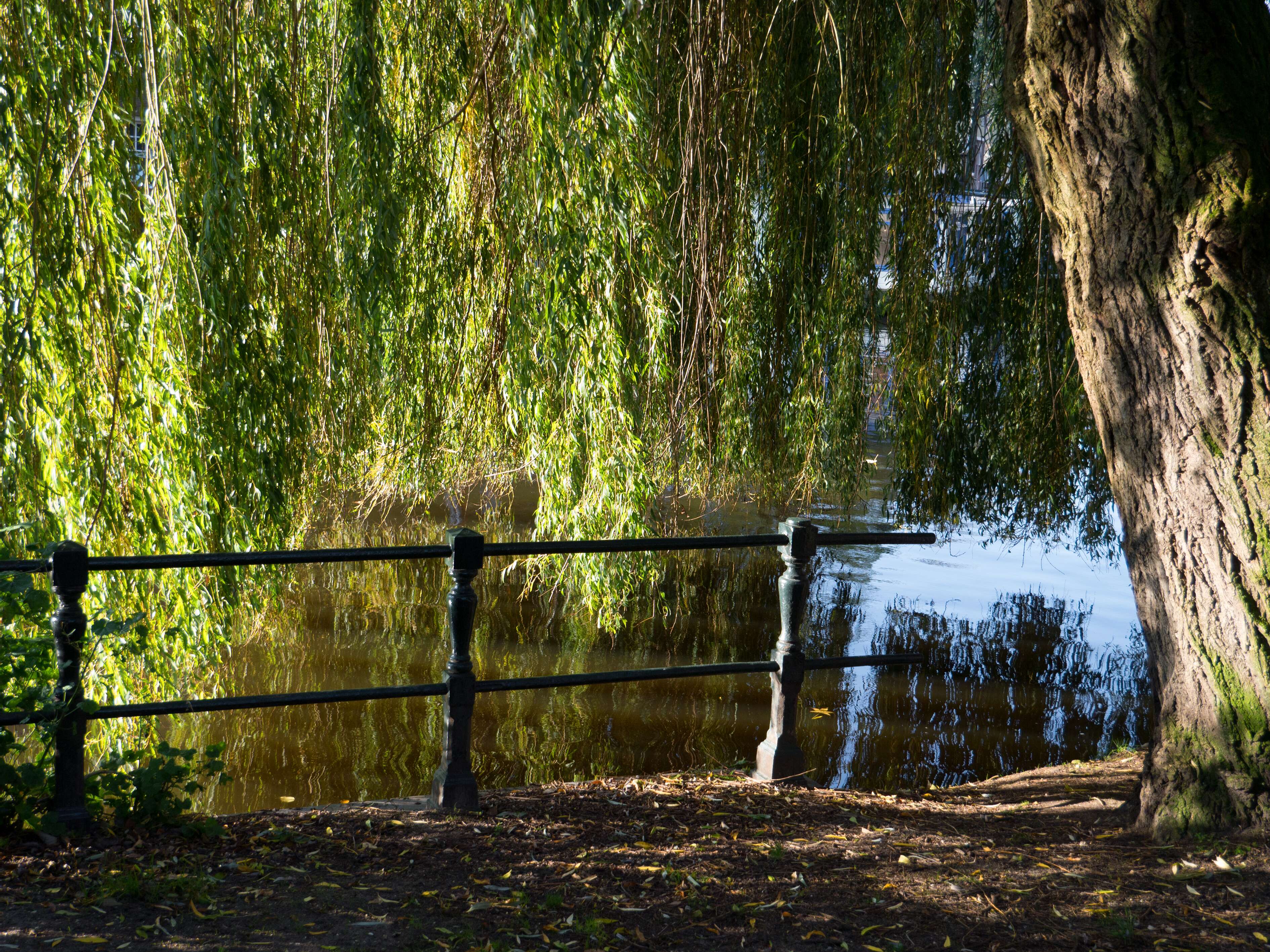 Image of Peking Willow