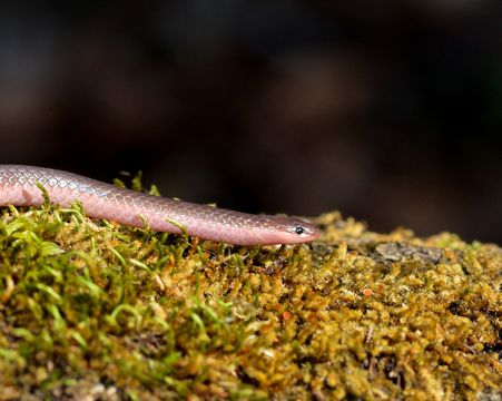 18.https www inaturalist org photos 2807332.580x360