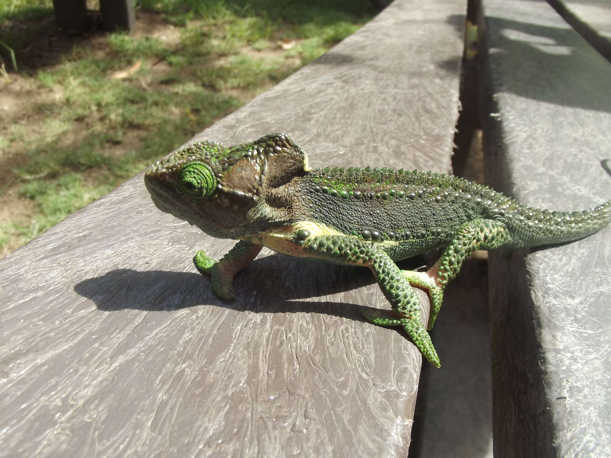 Image of Knysna dwarf chameleon