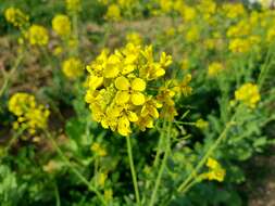 Image of Wild Mustard