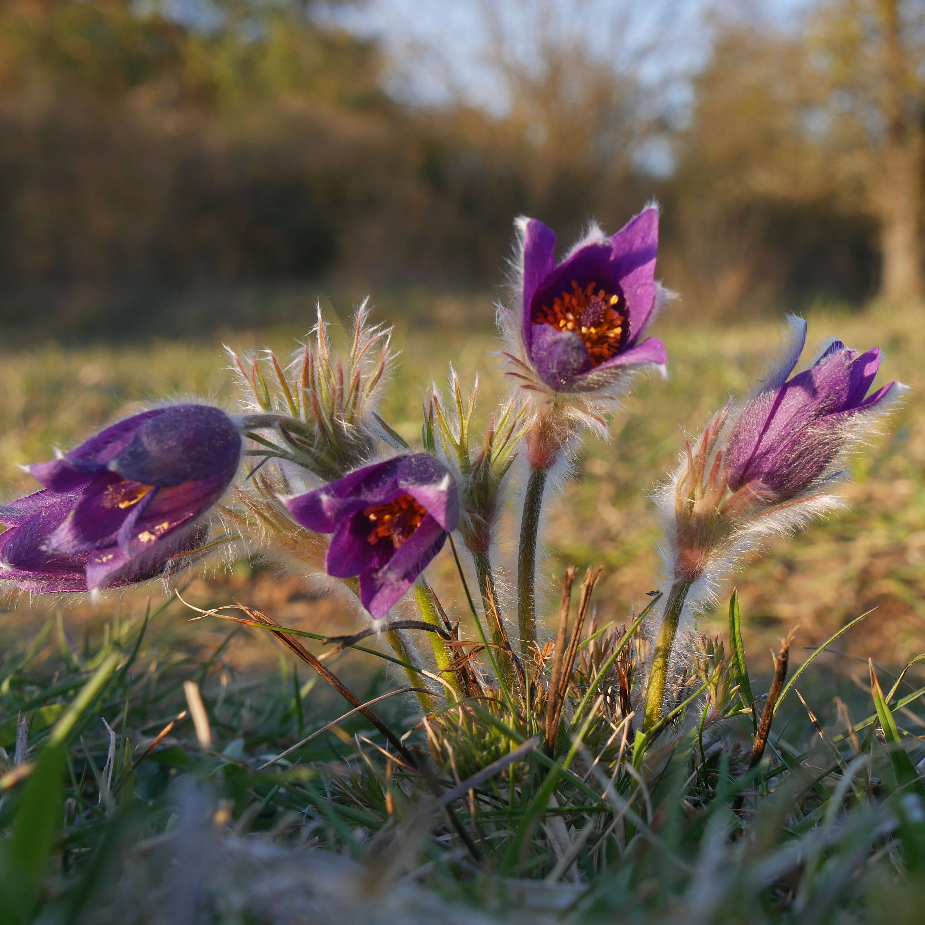 Imagem de Pulsatilla vulgaris Miller