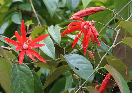 Sivun Passiflora glandulosa Cav. kuva