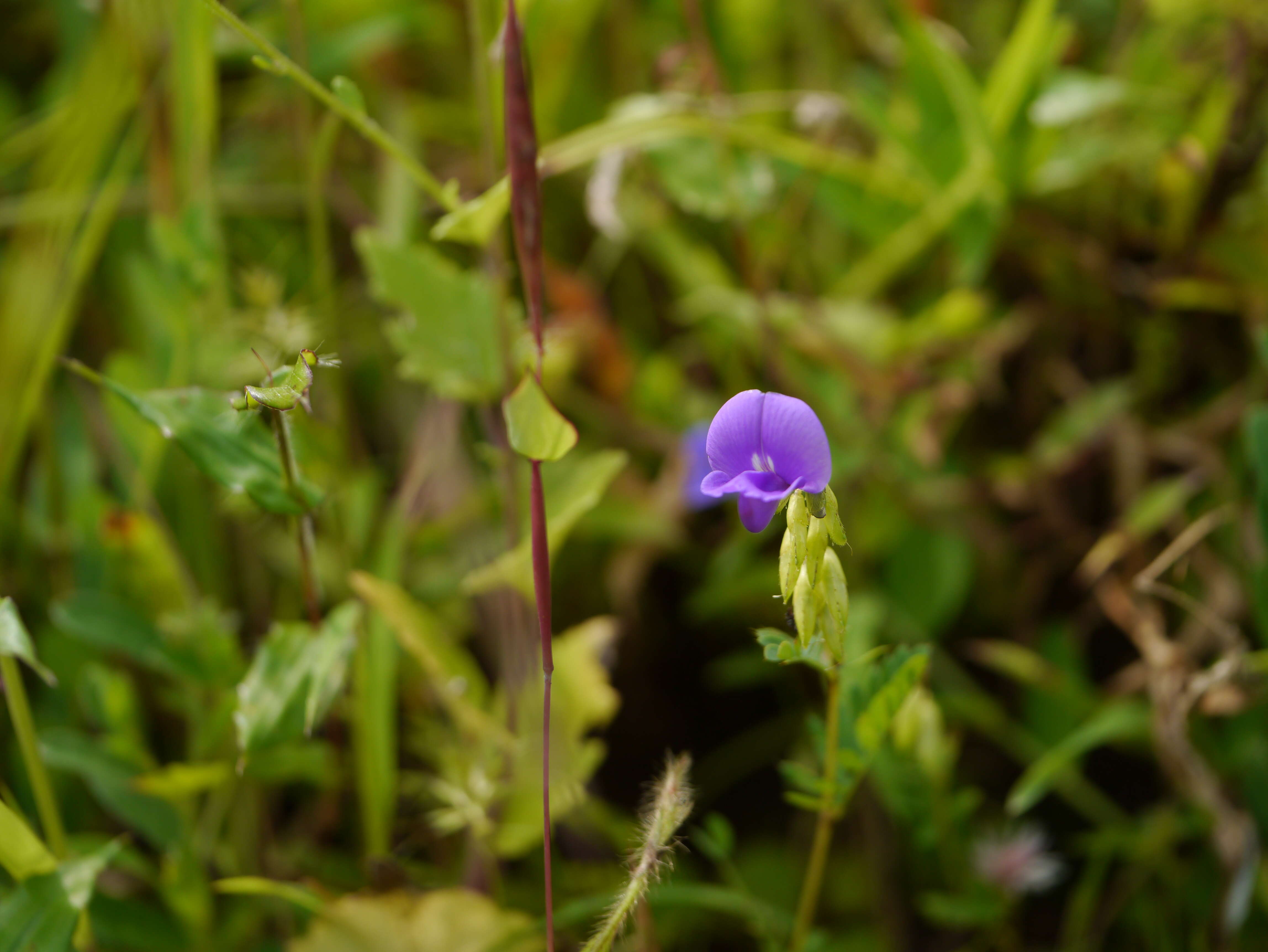 Слика од Smithia purpurea Hook.