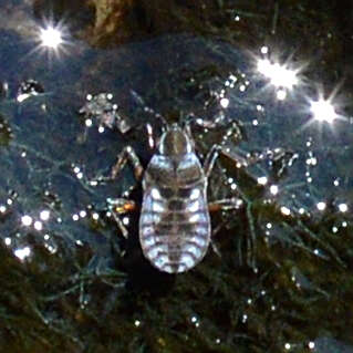 Image of Microvelia reticulata (Burmeister 1835)