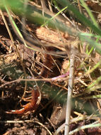 Image of Lithobius forficatus (Linnaeus 1758)