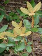 Sivun Rhododendron lanatum Hook. fil. kuva