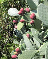 Image of Barbary Fig