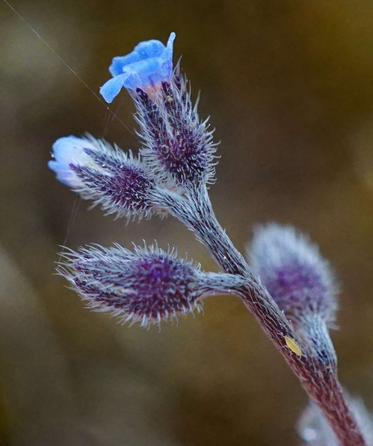 Слика од Myosotis ramosissima Rochel
