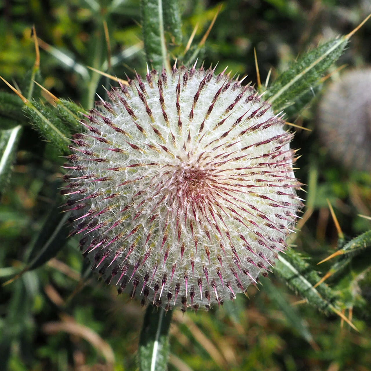 Image of woolly thistle