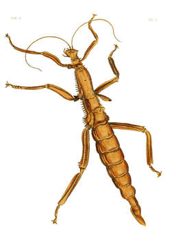 Image of Giant Stick Insect