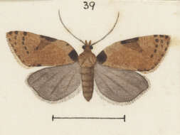 Image of Cnephasia microbathra Meyrick 1911