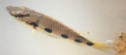 Image of Jewel cichlid
