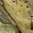 Image of African Grey Woodpecker