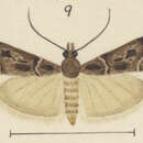 Image of Eudonia pachyerga Meyrick 1927