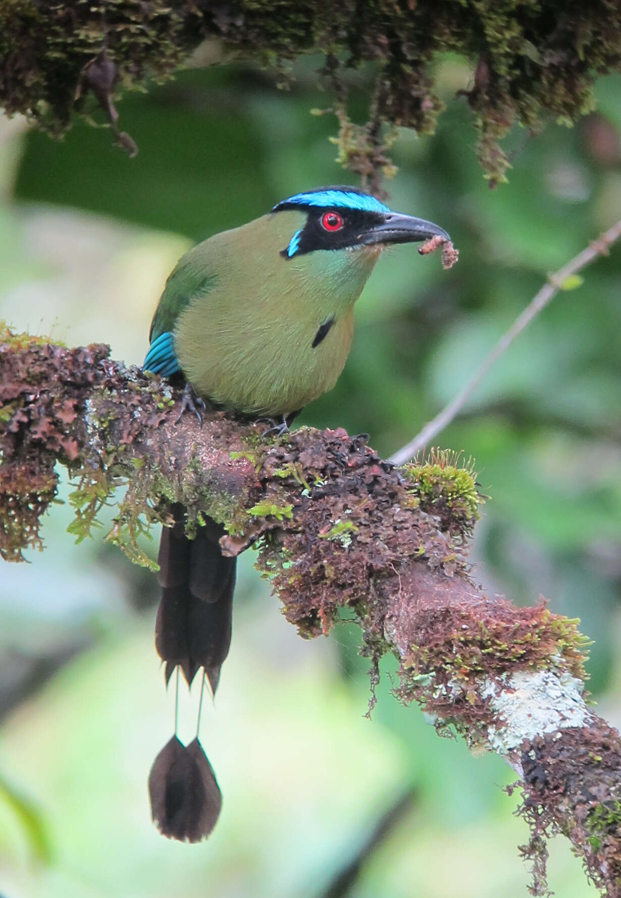 Momotus aequatorialis Gould 1858 resmi