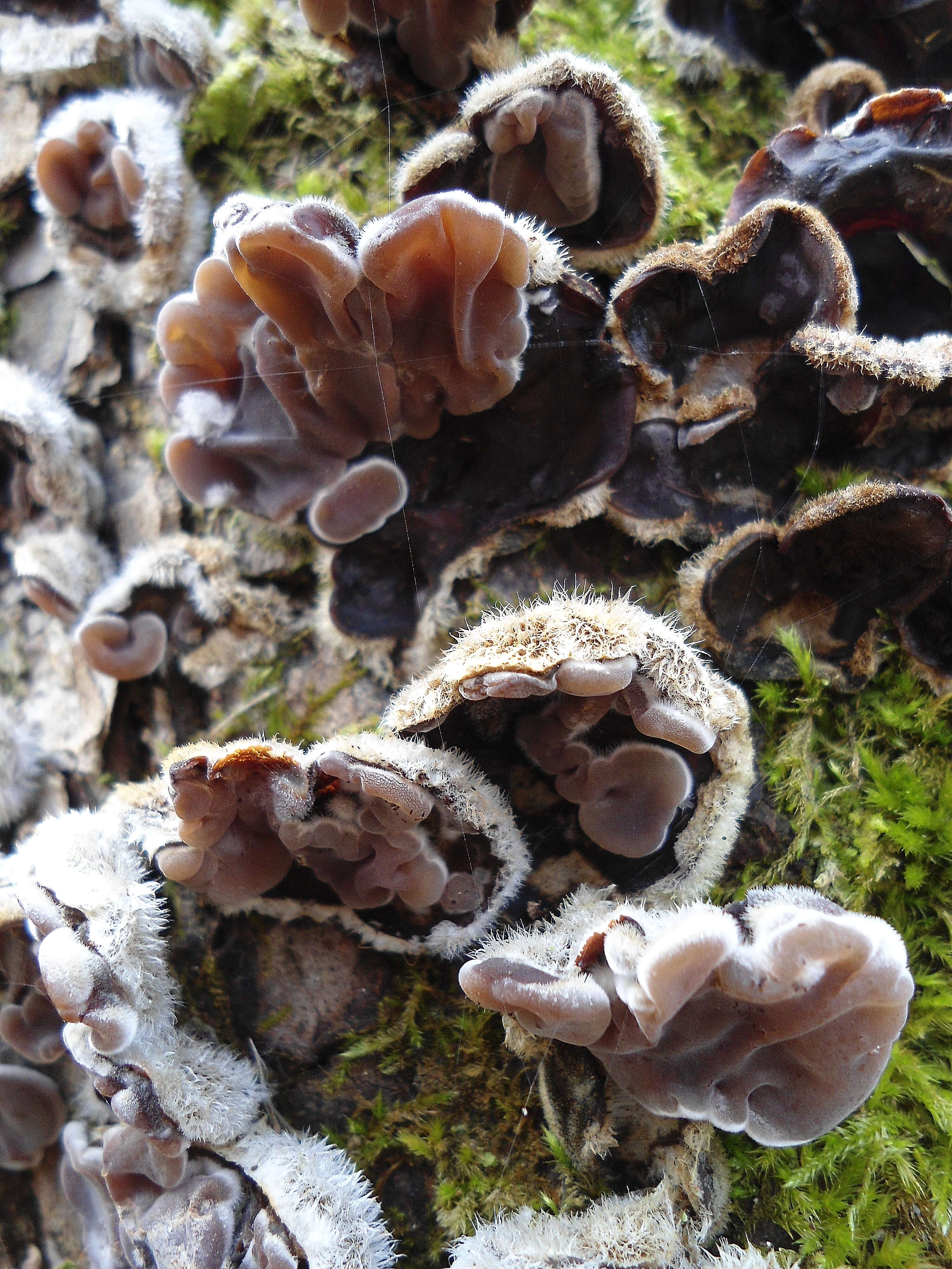 Image of Auricularia mesenterica (Dicks.) Pers. 1822