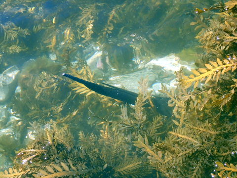 Image of Short-tail Stingray