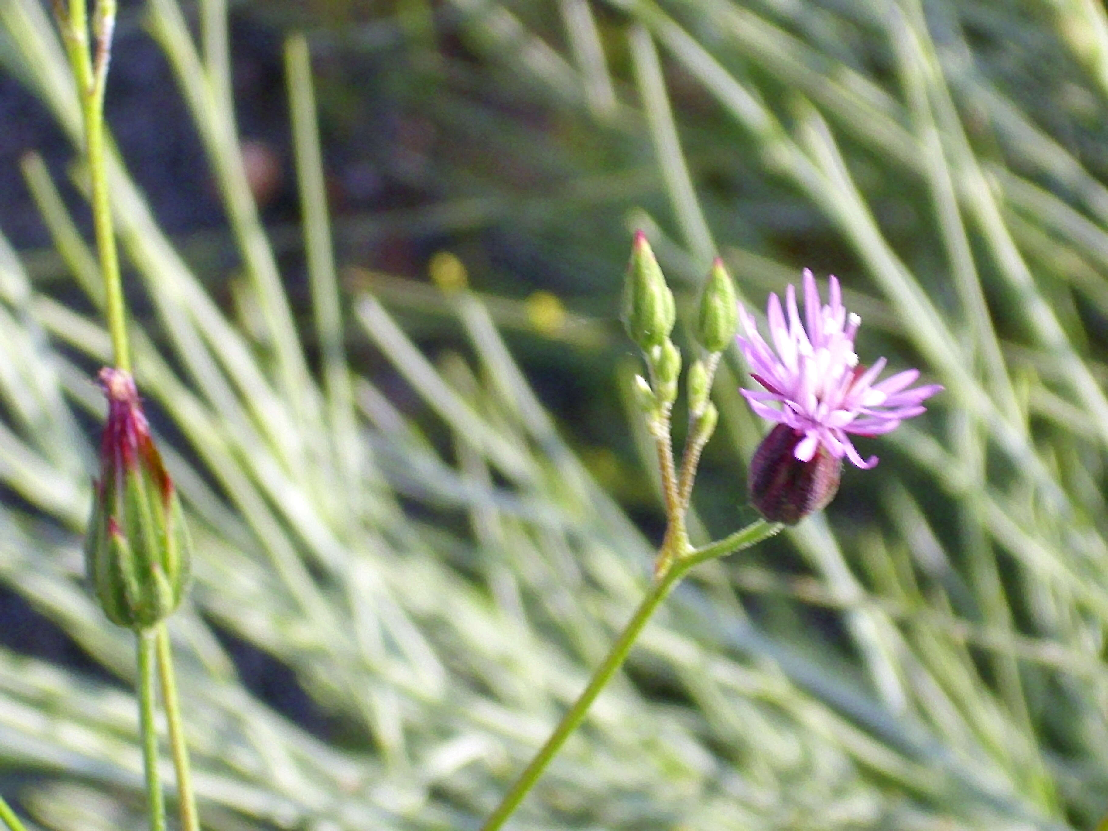 Image of False Saw-wort