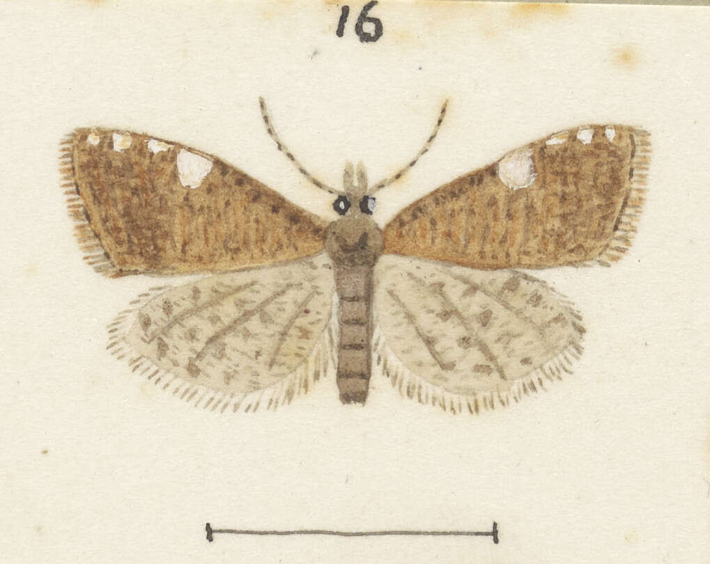 Image of Catamacta gavisana Walker 1863